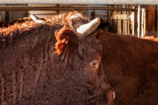 a cow with brown curly hair in a stable