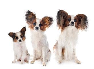 papillon dogs in studio