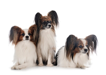 papillon dogs in studio