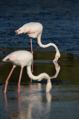 Fototapeta na wymiar Greater Flamingos feeding at Tubli bay in the morning, Bahrain. Selective focus on the back.