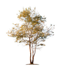 Autumn tree isolated on white background with clipping paths for garden design