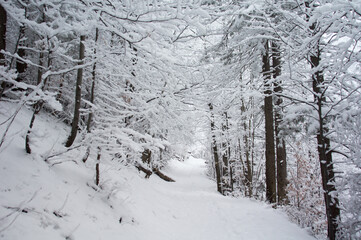 White Creek Valley. Winter in Tatras, Poland. 