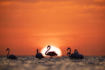 Silhouette of Greater Flamingos and dramatic sunrise at Asker coast of Bahrain