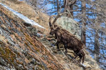 Alpensteinbock (Capra ibex)