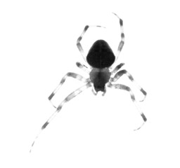 Close shot of a spider on a white background