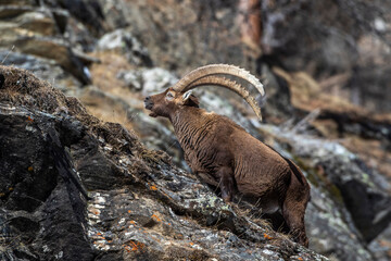 Alpensteinbock (Capra ibex)