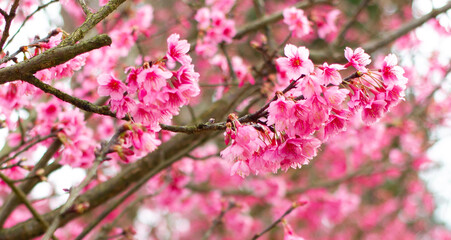 Fototapeta premium Beautiful pink flower background in spring season, Using background, backdrop and wallpaper design