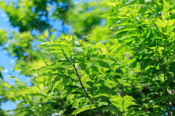 太陽光が差し込む新緑の葉