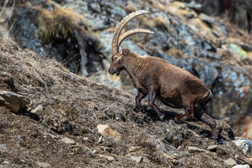 Alpensteinbock (Capra ibex)