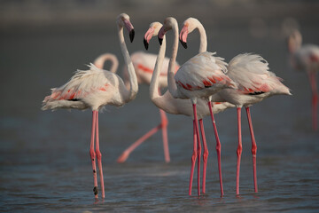 Greater Flamingos at Eker creek in the morning, Bahrain
