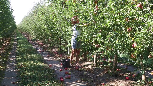 Female seasonal worker picks ripe juicy apples from tree in farm orchard and puts them in a bucket
