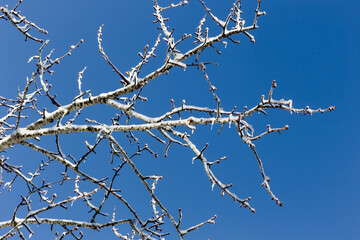 Frosty tree branch with snow in winter on the background blue sky.