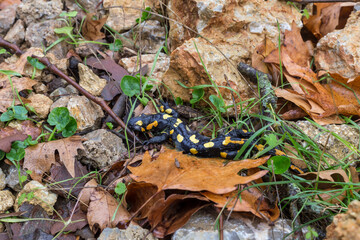 Dead european salamander (Salamandra salamandra) lies in a mountain forest on leaves close-up