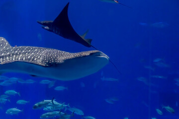 Naklejka premium アクアリウムの風景