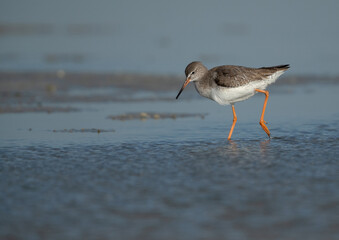 Common Redshank seraching food at Eker creek, Bahrain