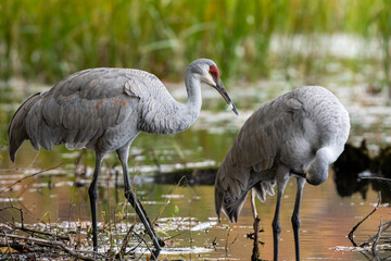 A selective focus closeup of crane birds on a pond © Andrew Neevel/Wirestock