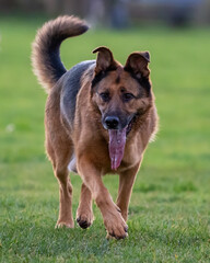 german shepherd dog