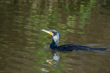 great blue heron in the water