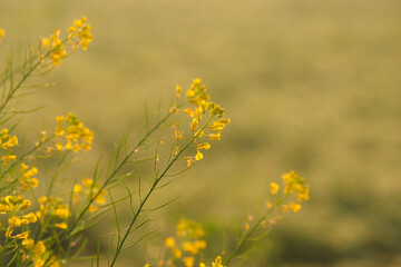 yellow flowers on the field