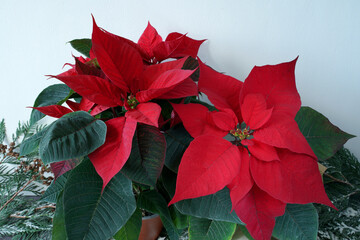 red poinsettia on a white background