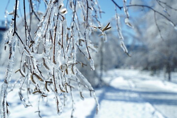 Winter cold forest in ice