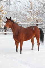 Fototapeta na wymiar Beautiful sports horse walks in winter farm 