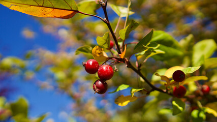 Wild grapes in yellowed leaves