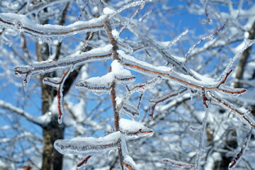 Winter cold forest in ice