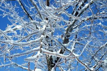 Winter cold forest in ice