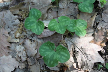 Hepática, Hierba de la trinidad, Hierba del hígado - Anemone hepatica.
