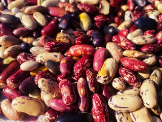 Close up to the colorful kidney beans , view of diffrent colored kidney beans , these are also known as rajma in india .