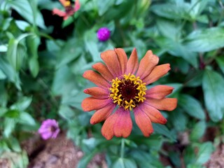 red and yellow flower