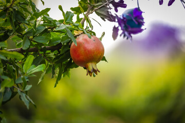 Pomegranate plants raw pomegranate fruits,agriculture of pomegranate fruits,pomegranate fruits and left, selective focus,pomegranate (Anar) garden view,pomegranate Cultivation view