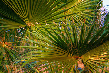 Palm leaves close up