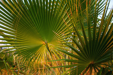 Palm leaves close up
