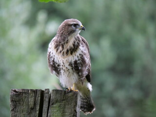 Buzzard on the watch eager