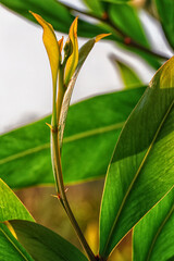 Abstract image of green leaves.