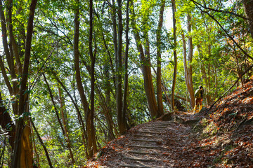 高尾山（東京）の風景