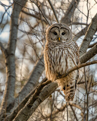 Barred Owl in the Trees During Winter in Oregon