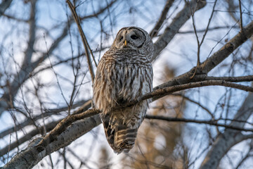 Fototapeta premium Barred Owl in the Trees During Winter in Oregon