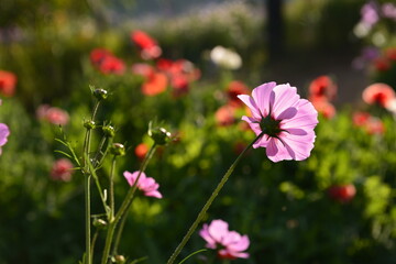 Cosmos flowers in the beautiful garden Chiang Mai, Thailand.