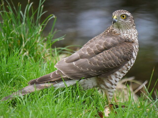 Sparrowhawk looking fiercely around . (Accipiter gentilis) Sperwer aan de slootkant. 