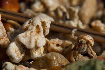Colorful pebbles on a beach in Sri Lanka