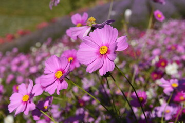 Cosmos flowers in the beautiful garden Chiang Mai, Thailand.