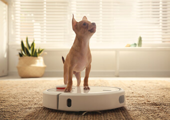 Modern robotic vacuum cleaner and Chihuahua dog on floor at home