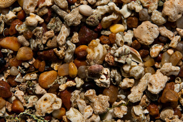 Colorful pebbles on a beach in Sri Lanka