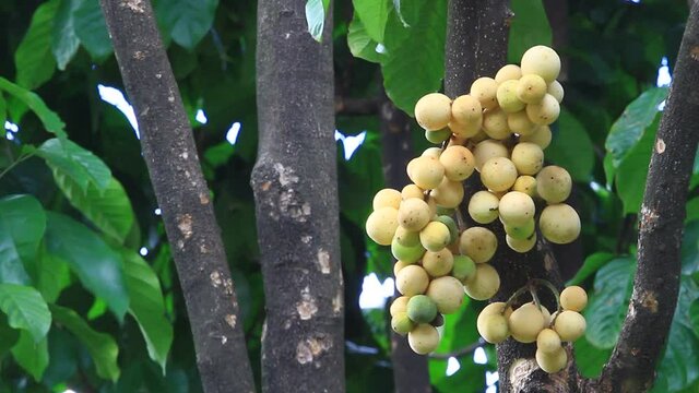 Ripe Lansium parasiticum. Commonly known as Langsat, Lanzones, Longkong in English, or Duku in Indonesian. Ready to harvest