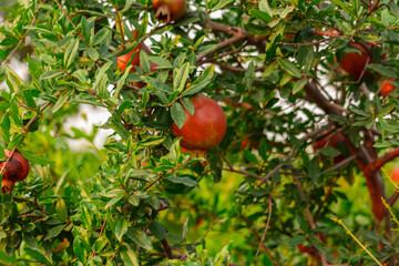 pomegranate fruits garden,pomegranate fruits close up view,selective focus on subject