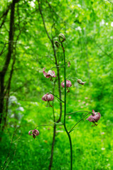 Blooming wild flowers in the forest
