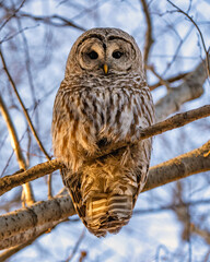 Barred Owl in the Trees During Winter in Oregon